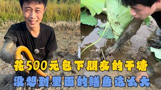 花500元包下朋友的干塘，没想到里面的鳝鱼这么大！#户外抓鱼 #户外捕鱼 #乡村小罗 #乡村生活 #农村生活