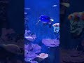 find nemo here😁 aquariaklcc findingnemo dory kidsmovie takemeback kidsfun ytshorts shorts short