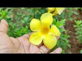 21 yellow flowering bushes yellow flower shrubs for your garden to grow plant and planting