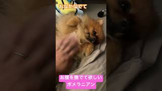 お腹を撫でて欲しいポメラニアン #ポメラニアン #dog #いやしわんこ #犬のいる暮らし