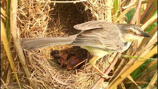 Baby Birds Hatching Out day 4 in the Nest -  The parents Hard work  to find food for their babies