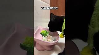 拍了那么多次#干饭猫 进食，竟然没忍住😂#Shorts