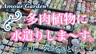 【多肉植物】多肉植物に水遣りしま〜す。ホコリやダニを落とす！