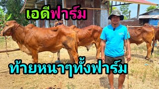 27 ก.พ.68 วัวสาวท้ายหนาๆขาใหญ่ เลือกตั้ง เด็ดจริง ส่งฟรีเก็บเงินปลายทาง