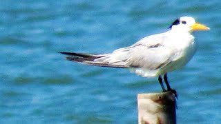 10 Migratory Shore Birds Arrive - Coast Kenya