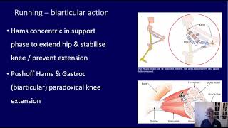 Hamstrings - mechanics, injury and rehabilitation