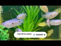 nagpur s biggest pets u0026 aquarium mall pets empire in nagpur vlog 1 @the pets logic