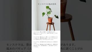 モンステラの風水効果　#ショート #ショート動画 #風水 #観葉植物 #観葉植物のある暮らし #リビング #玄関 #モンステラ #foliageplant #fengshui