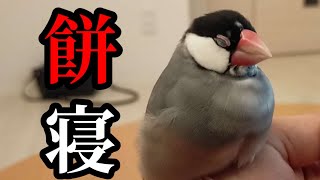 癒し動画【文鳥の餅寝 】こんなに可愛い寝顔見せられたら♥️癒してくれてありがとう!　 java sparrow