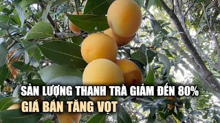 Thanh trà ở Vĩnh Long mất mùa, giá bán tăng gần gấp đôii