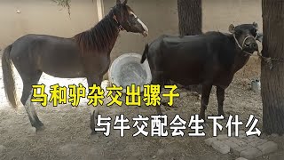 马和驴杂交出骡子，如果马与牛交配，会生下什么？