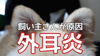 犬の外耳炎予防は耳掃除をしちゃダメです！【犬の病気】【犬の飼い方】