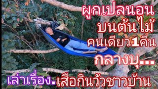 นอนเปลบนต้นไม้ใหญ่ กลางป่าบุ เล่าเรื่องเสือเข้าบ้าน ลากวัวไปกิน Forest and nature ep.38