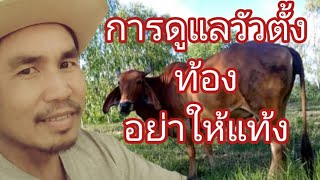 วัวตั้งท้องดูแลอย่างไร?อย่าให้แท้ง.