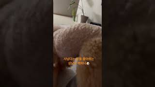 위협적이고 귀여운 복떠니🐶