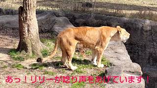 【愛媛県立とべ動物園】【ライオン】響き渡るリリーの咆哮！