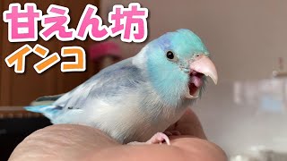 マメルリハインコ甘えん坊