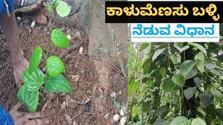 how to plant black pepper in kannada / ಕರಿ ಮೆಣಸು ನೆಡುವ ವಿಧಾನ /ಸಾವಯವ ಗೊಬ್ಬರ