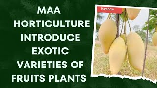 MAA Horticulture Introduce Exotic Varieties of Fruits Plants ( Mango/ Chikoo/ Guava/ Langan/ Guava)