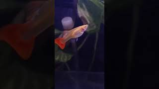 GUPPY ALBINO RED TUXEDO BIG EAR #shorts #shortvideo #ikanhias #guppy