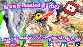 අතරමන් වු පණු ගිරවා/Brown-Headed Barbet (පොලොස් කොට්ටොරැවා නොහොත් පණු ගිරවා)