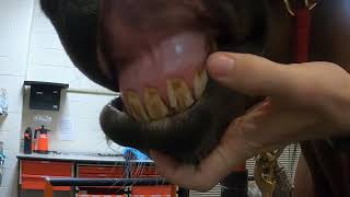 Equine Physical Exam