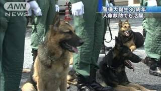 警備犬誕生から30周年　人命救助でも活躍（10/09/10）