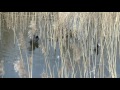 vogelkijkhut broekpolder parende meerkoeten 27 02 2016