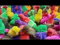 Beautiful colorful chickens are playing together ( part 122 ) 🐣🐣❤️