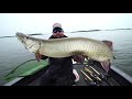 muskies love topwater baits guiding on lotw