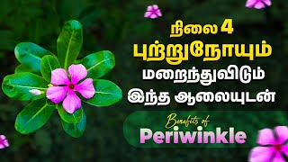 நித்திய கல்யாணி பூ புற்றுநோய் எப்படி குணப்படுத்துகிறது? | Can Nithya Kalyani Flower Cure Cancer?