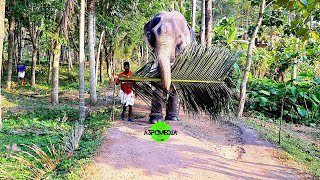 chirakkara sreeram ചിറക്കര ശ്രീറാം . kerala elephant.  indian elephant.