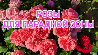 Лучшие РОЗЫ для парадной зоны.