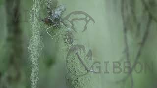 Ancient Forest Lichen Hanging From Fir Tree Panning Upwards