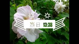 酔芙蓉の七変化