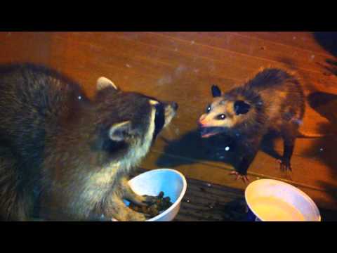 Raccoon vs. Possum Raccoon vs. Possum