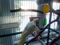 sunny our cockatiel