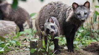 【東山動植物園公式】オッパイ待って～（笑）《 ホンドタヌキ　タヌキ 》