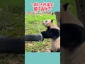 11月05日福宝终于有新玩具秋千了！ 푸바오 판다 fubao 大熊猫福宝 panda