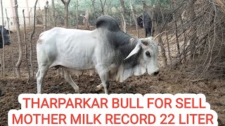 world Best Tharparkar Bull - Worth 1 Crore दुनिया का सबसे बेहतर थारपारकर सांड