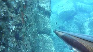 sparidi,saraghi,orate,tanute pescasub/spearfishing Sardegna!