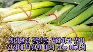 생리활성 물질을 포함하고 있어 건강에 탁월한 파의 효능 10가지!!!