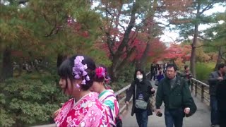 京都　鹿苑寺【　金閣寺　】の美しい紅葉　　Beautiful colored leaves of Kyoto Rokuonji [Kinkaku-ji Temple]