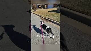 Walking with her makes me have exercised #dog #pitbull #puppy #puppyvideos  @TheDogDaddyofficial