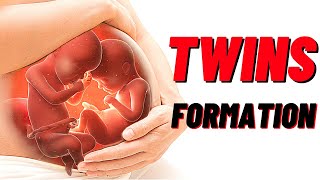 How Twins Are Formed In Humans Animation| Identical and Fraternal Twins