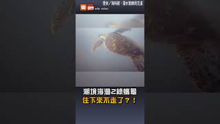 潮境海灣2綠蠵龜 住下來不走了？！