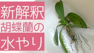 【徹底解説】胡蝶蘭の水やり、何を基準にしていますか？