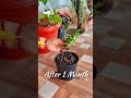 jade plant जेड का पौधा lucky plant shorts jade plants