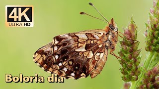 Weaver's fritillary (Boloria dia)