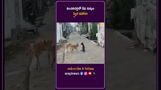 కంచికచర్లలో వీధి కుక్కల స్వైర విహారం | Krishna | Andhra Pradesh | Way2news Telugu